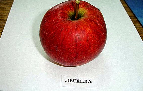 مجموعة متنوعة من التفاح "الأسطورة": الخصائص والمزايا والعيوب ، نصائح حول النمو