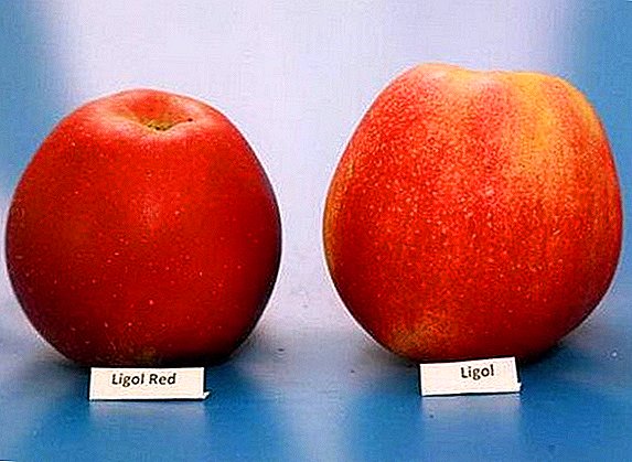 Sorta jabolk "Ligol": značilnosti, prednosti in slabosti