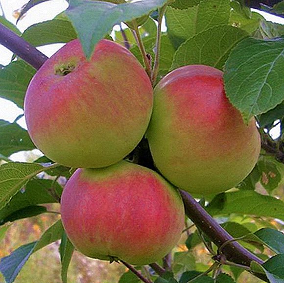 Obuolių medžių veislė "Dovanos sodininkams": savybės, auginimo agrotechnika
