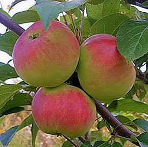 شجرة التفاح هدية للحديقة وصف للتنوع والغرس والرعاية والصورة
