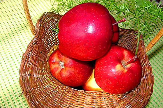 Variedad de manzanos "Starkrimson": características y tecnología agrícola de cultivo.
