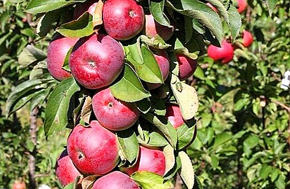 Variedade de maçã "Triumph": características, prós e contras, cultivo agrícola