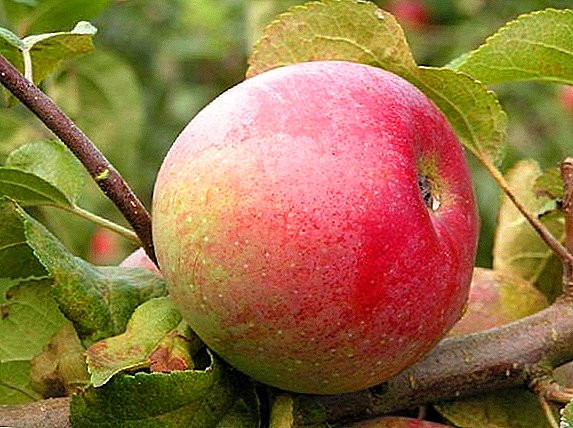 مجموعة متنوعة من أشجار التفاح "المخضرم": الخصائص ، إيجابيات وسلبيات ، نصائح حول النمو