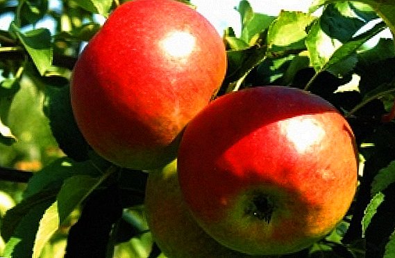Variété de pomme "Zhigulevskoe". Ce qui est important de connaître le jardinier