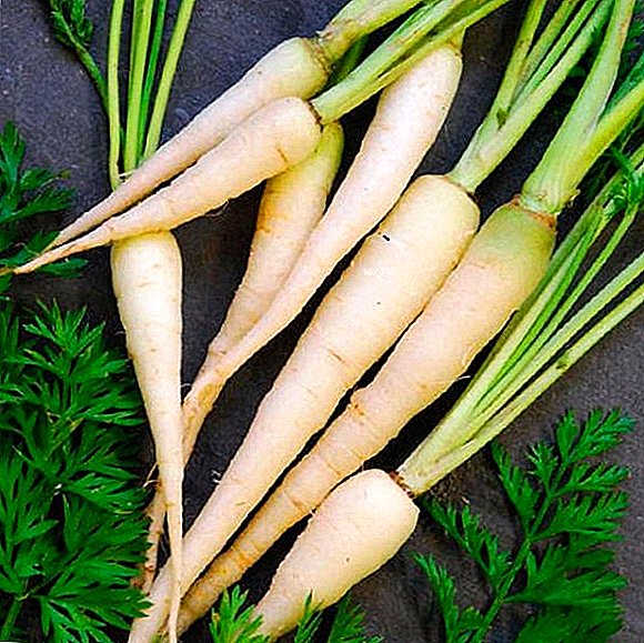 White carrot varieties, calorie, benefit and harm