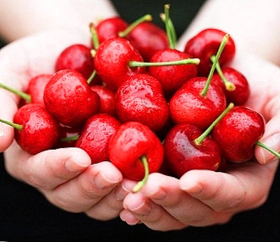 Cherry ποικιλίες για τη μεσαία ζώνη