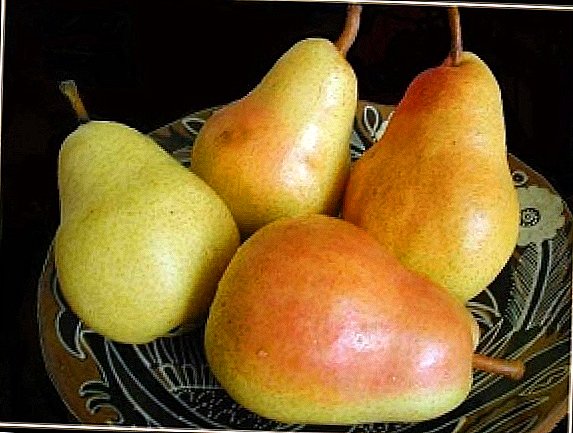 Pear varieties for the Moscow region
