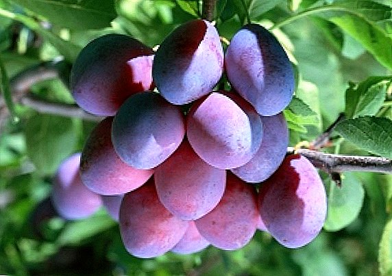 Varieties of plums for your garden