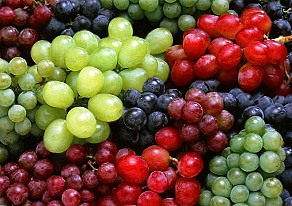 Grape varieties alphabetically + PHOTO