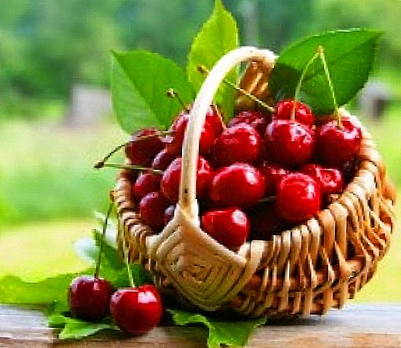 Varieties of cherries for the Moscow region