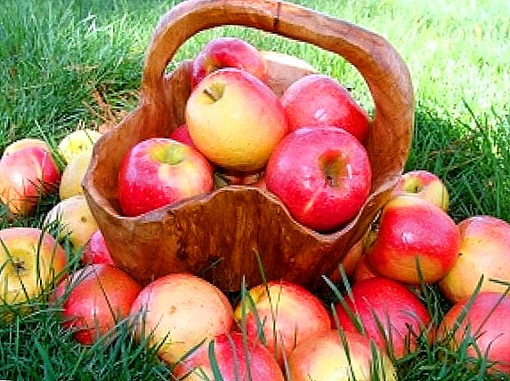 Apple varieties: summer, autumn, winter