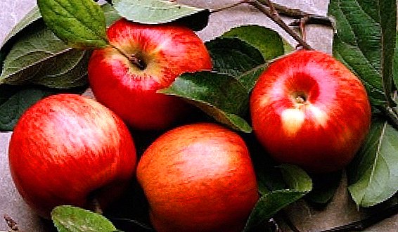 Variedades de manzana de maduración tardía
