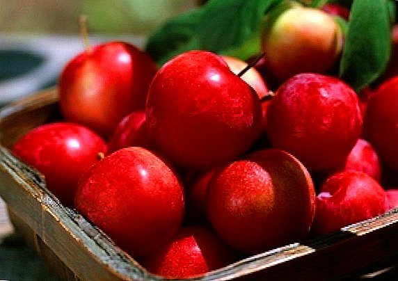 Apple varieties for the Leningrad region
