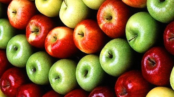 Apple varieties. Photos of different varieties.