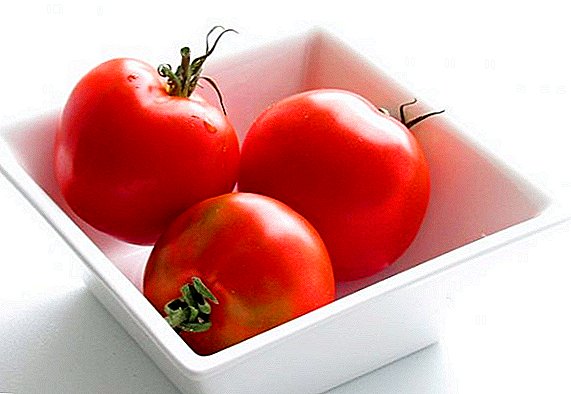 Pomidorų „Klusha“ veislės savybės: aprašymas, nuotrauka, derlius