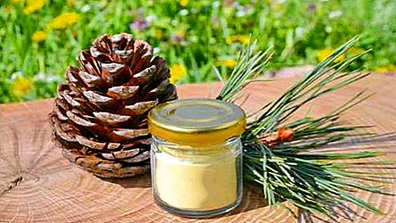 Pine Pollen: Verwendung und Anwendung