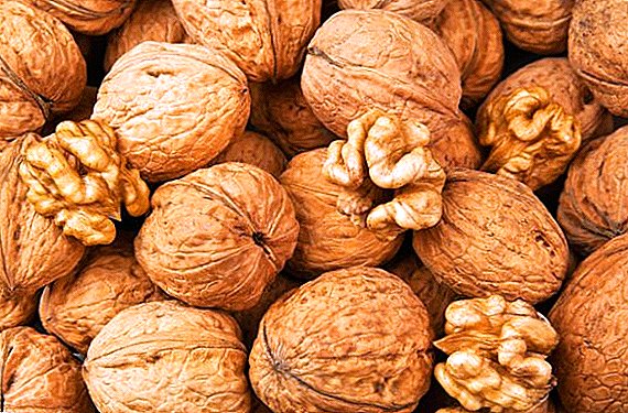 Komposisi dan sifat menguntungkan dari kacang kenari untuk wanita