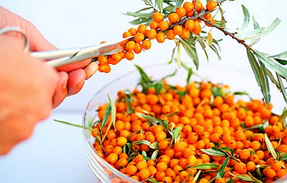 The composition and beneficial properties of sea buckthorn for the human body