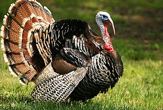 Tips for beginners: how to distinguish a turkey from a turkey