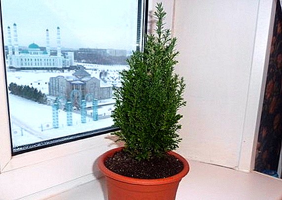 Tips and tricks for planting and caring for juniper in a pot: growing a plant at home