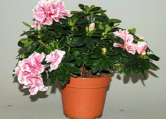 Tips and tricks for taking care of indian azalea at home