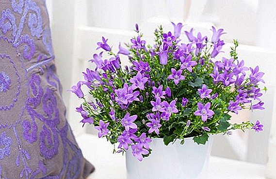 Tips for competent care for Campanula at home