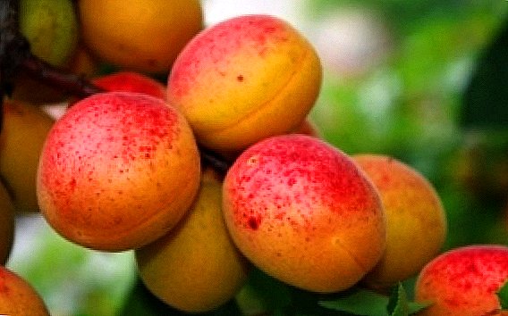 Tipy pro výsadbu meruňkového podzimu