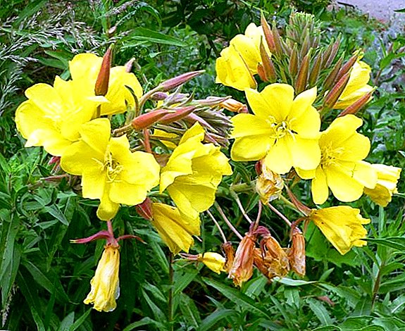 Tips for planting and caring for an enothera