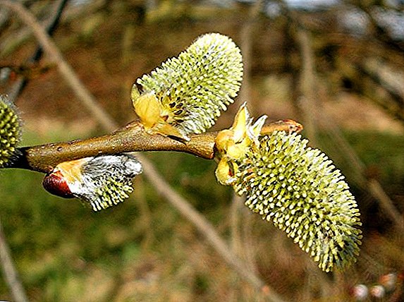 Tips for planting and caring for goat willow