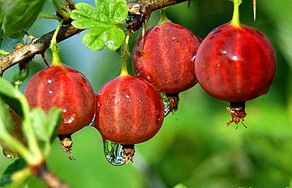 Suggerimenti per la semina e la cura dell'uva spina "Kolobok"
