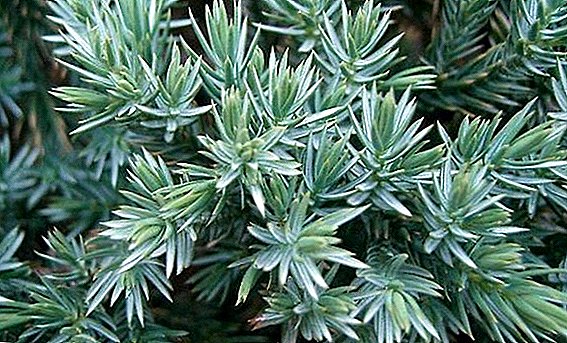 Petua untuk menanam dan mengurus bintang biru juniper di taman