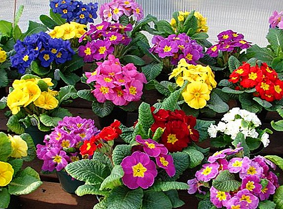 Tips for planting and caring for a primrose