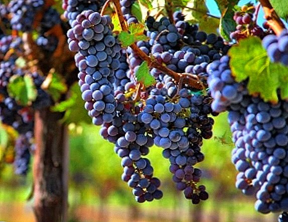 Consejos para la cosecha adecuada de cortes de uvas en el otoño.