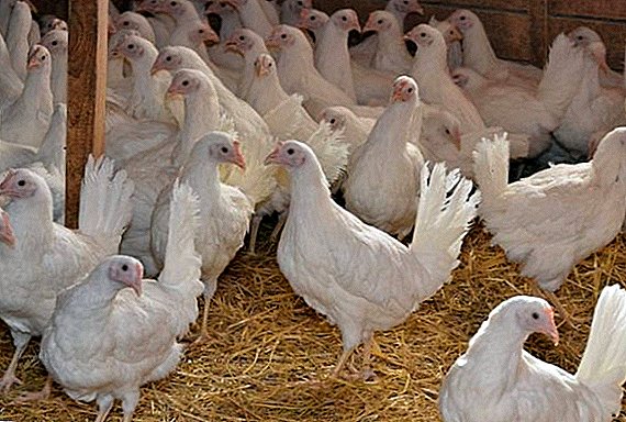 Съвети за запазване на псевдонима за пилета
