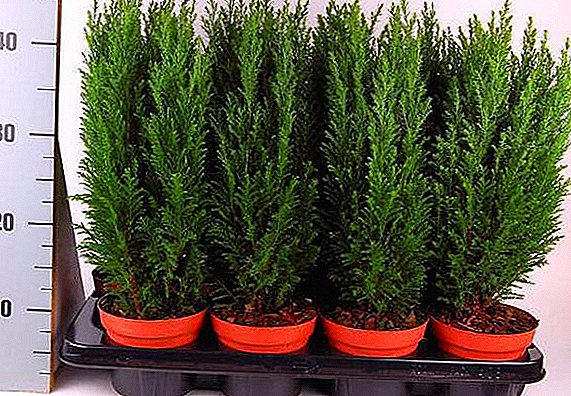 Tips for omsorg og planting av cypress