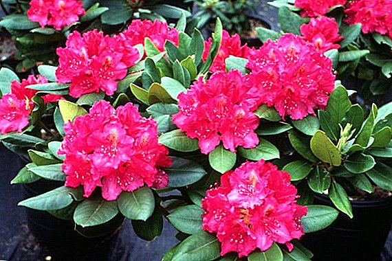 Tips for the care and planting of rhododendron