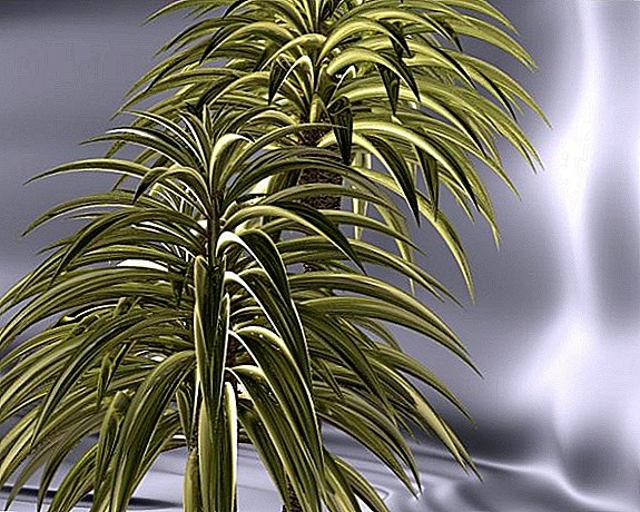 Room Yucca Care Tips