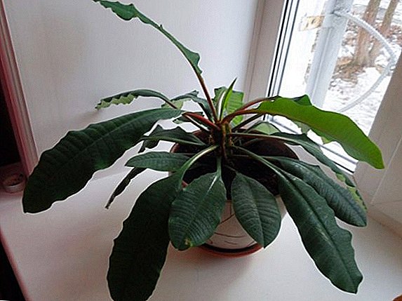 Tipps zur Pflege von Euphorbia zu Hause