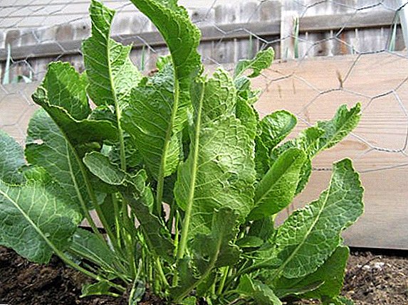 Tips on growing horseradish: planting and care
