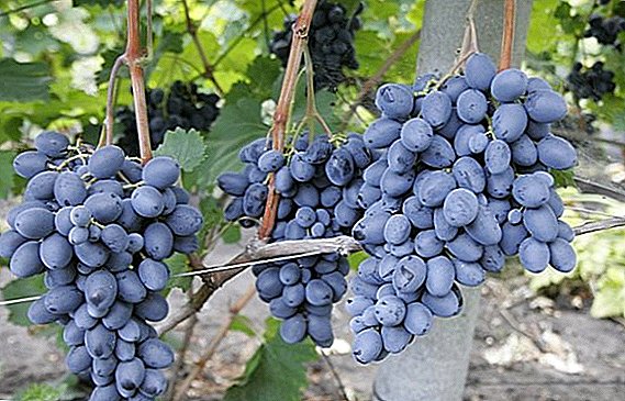Tips for growing and characteristics of the Buffet grape