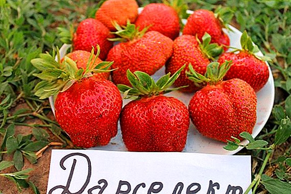 Tipps zum Anbau von Erdbeeren "Darlelekt"