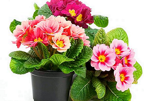 Tips for growing room primrose