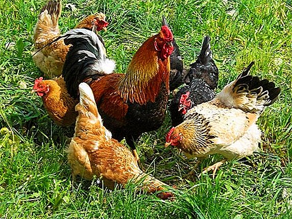 Kombinert innhold av høner og broilere