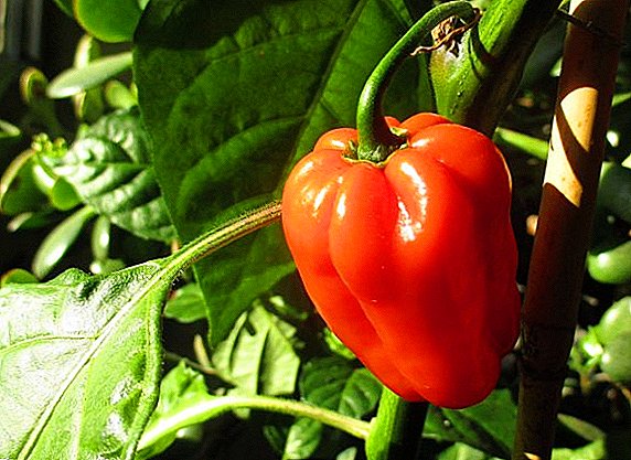 Creado para los Urales: descripción y foto de las variedades populares de pimienta dulce.