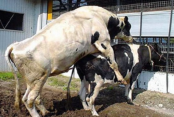 Kühe mit Bullen paaren