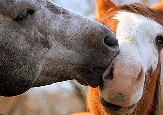 Apareamiento de caballos: selección de animales, métodos de reproducción, formas de apareamiento.