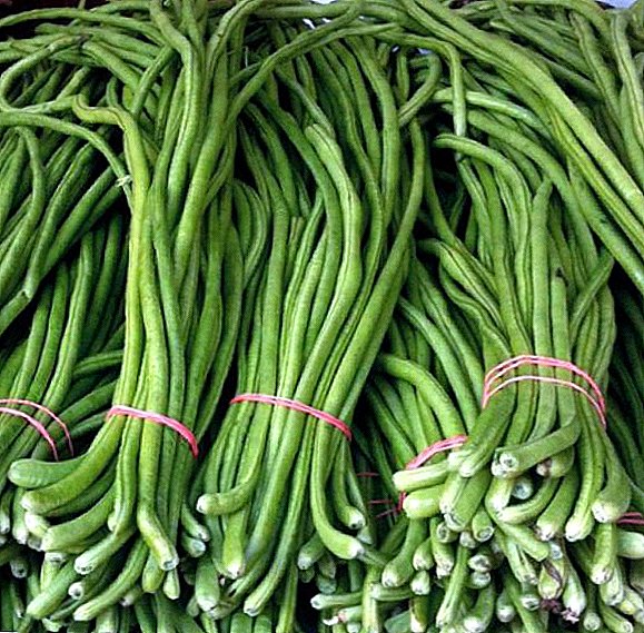 Vigna Asparagus Beans - คุณสมบัติการเพาะปลูก