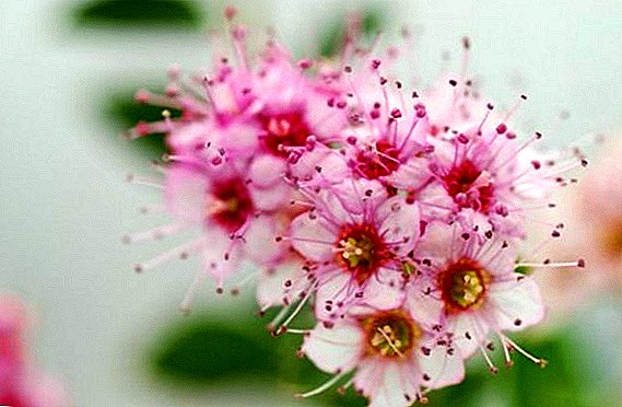 Japanse spirea - de beste variëteiten, planten en verzorging
