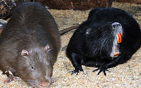 List of colored breeds nutria with photos