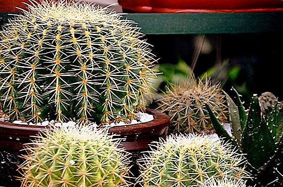 List of cacti for home breeding